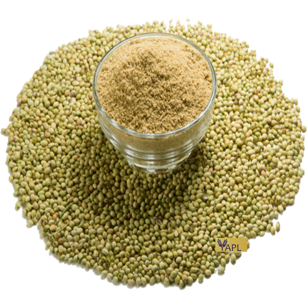 Coriander seeds/Coriander seeds powder